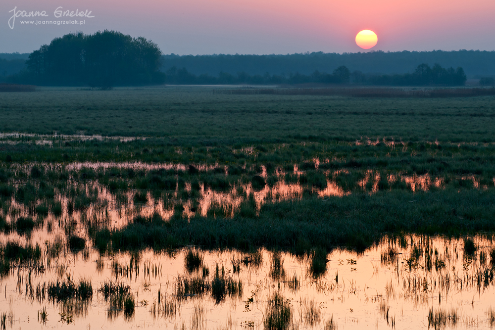 066_Biebrza - kwiecien 2012.jpg